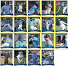 Myrtle Beach Pelicans 2012 Team Set